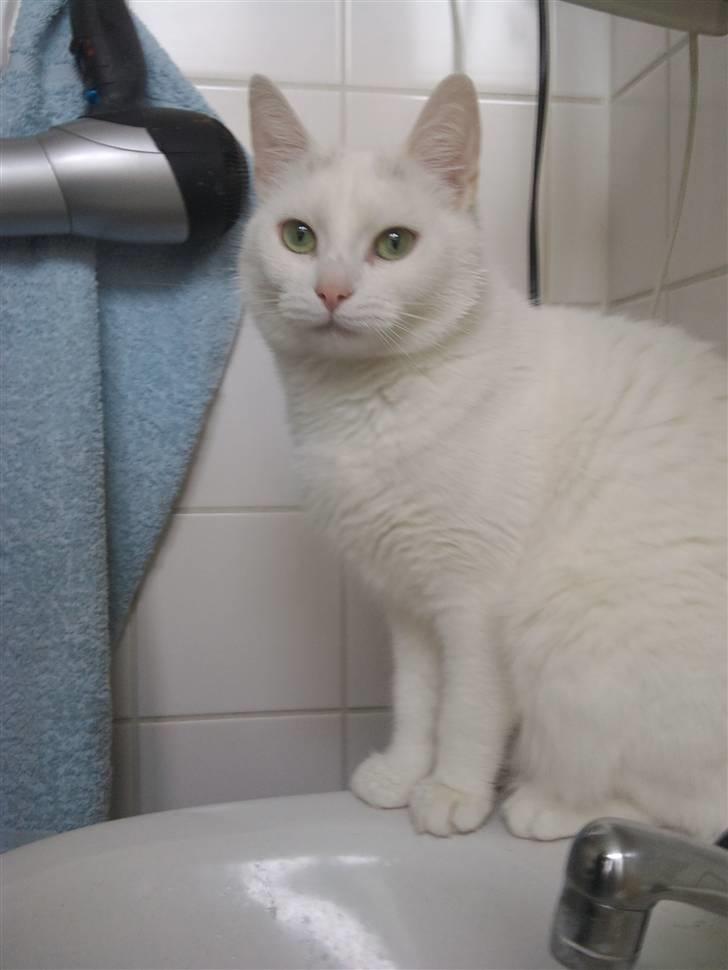 Huskat missepigen R.I.P :( billede 7