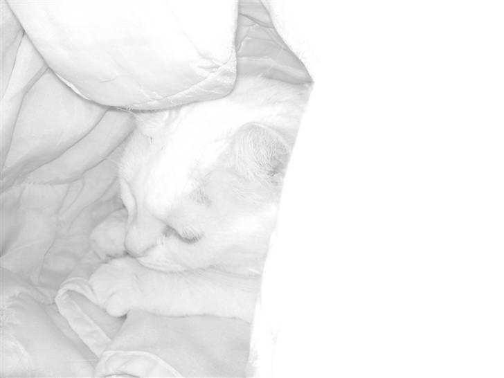 Huskat missepigen R.I.P :( billede 8