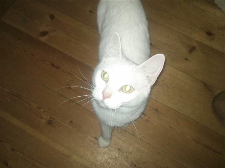 Huskat missepigen R.I.P :( billede 9