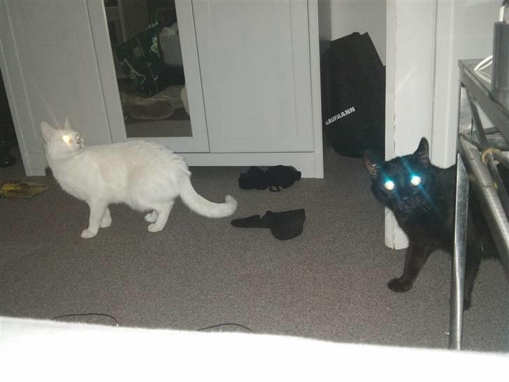 Huskat missepigen R.I.P :( billede 10