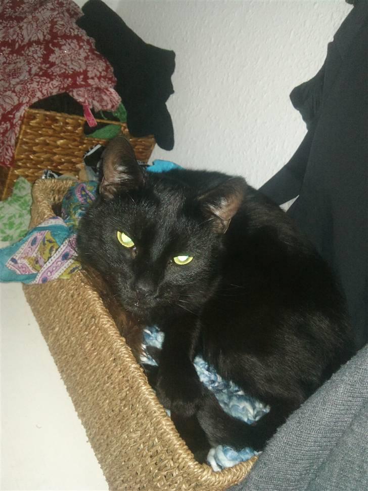 Huskat ozzy :) billede 5