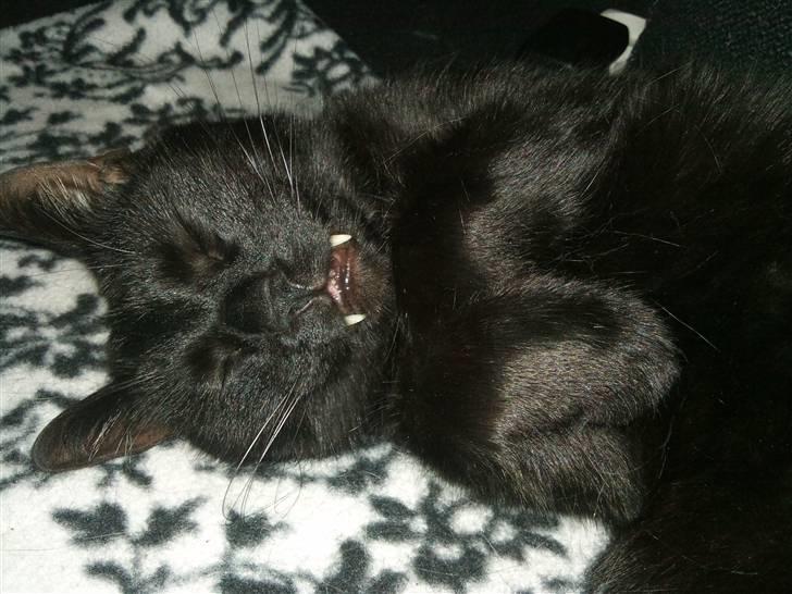 Huskat ozzy :) billede 6