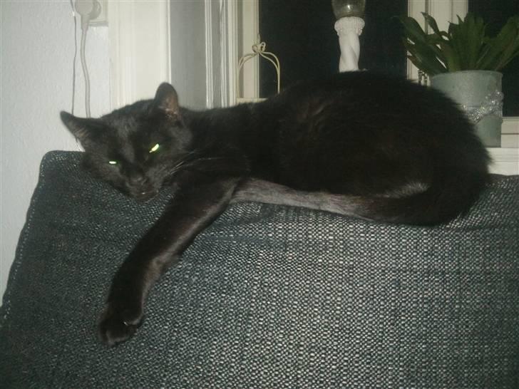 Huskat ozzy :) billede 7