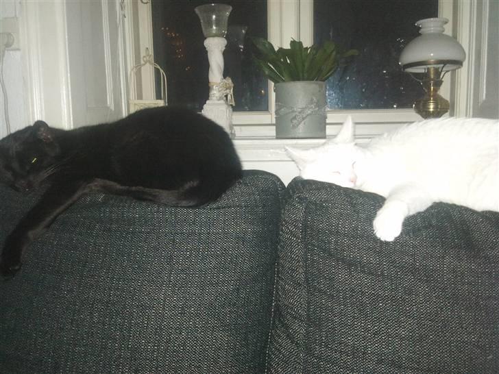 Huskat ozzy :) billede 8