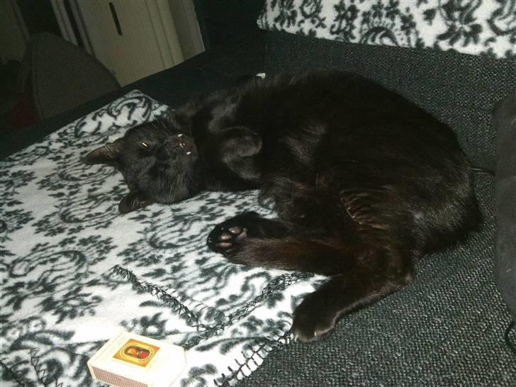 Huskat ozzy :) billede 9