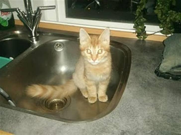 Blanding af racer Lion - hov lion hvad laver du dog i en vask!? :O billede 1