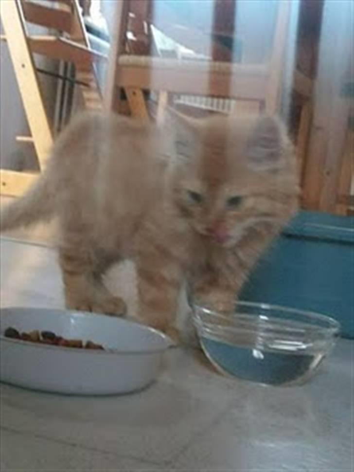 Blanding af racer Lion billede 2