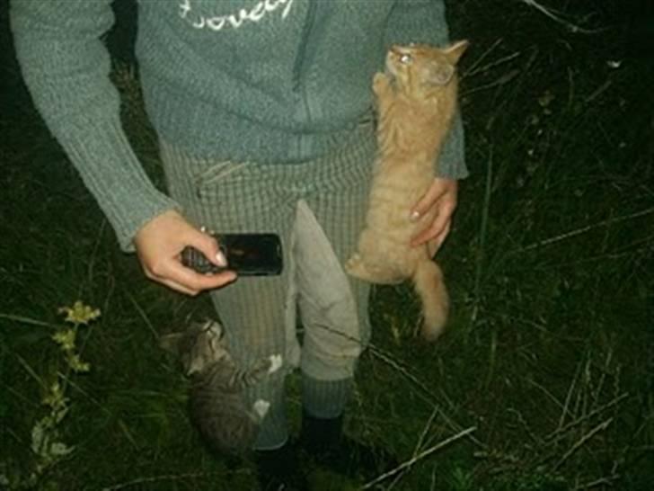 Blanding af racer Lion - ude i skoven da vi hentede dem:D<3 billede 3