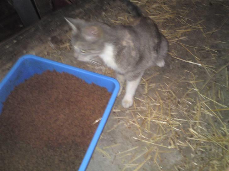 Blanding af racer Tribbel<3 (VÆK?) billede 1