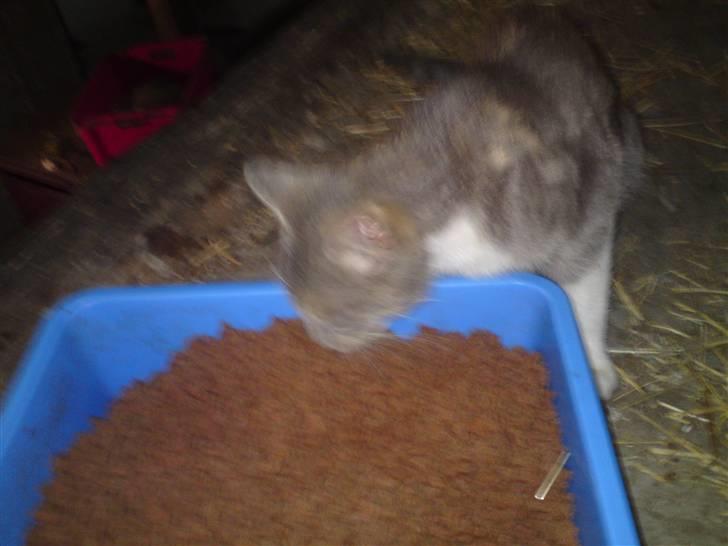 Blanding af racer Tribbel<3 (VÆK?) billede 2