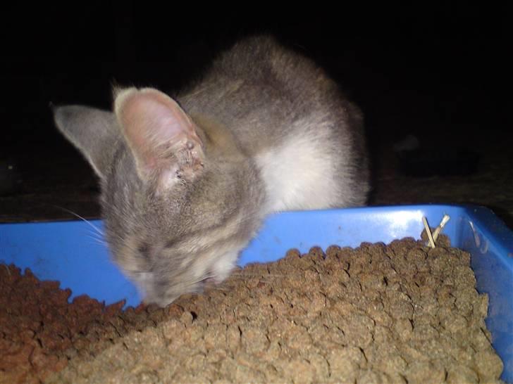 Blanding af racer Tribbel<3 (VÆK?) billede 4