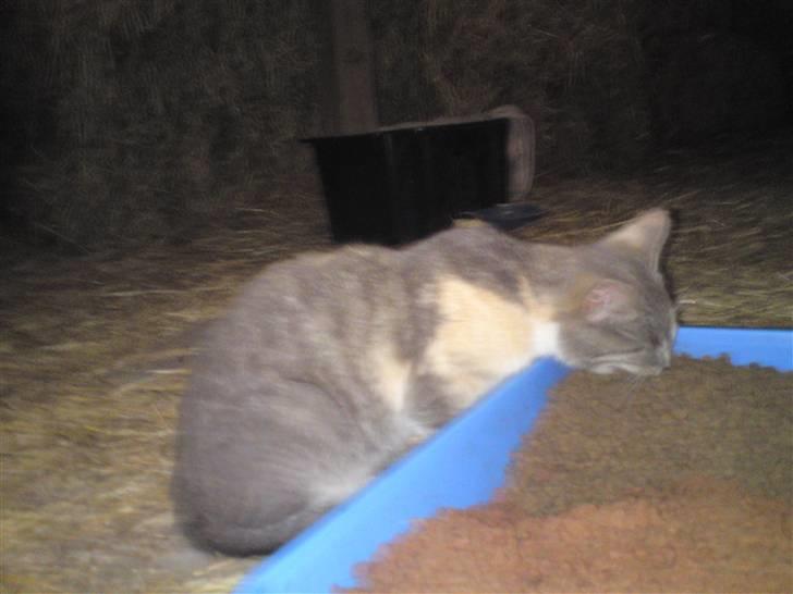 Blanding af racer Tribbel<3 (VÆK?) billede 5