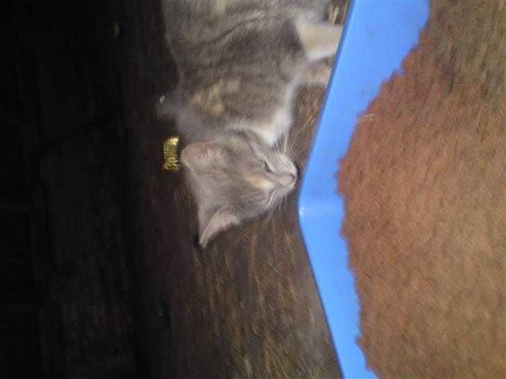 Blanding af racer Tribbel<3 (VÆK?) billede 6