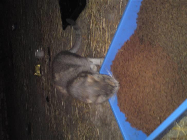 Blanding af racer Tribbel<3 (VÆK?) billede 7