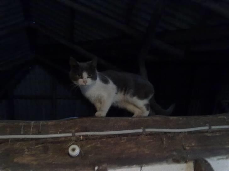 Blanding af racer plet<3 (VÆK?) billede 1