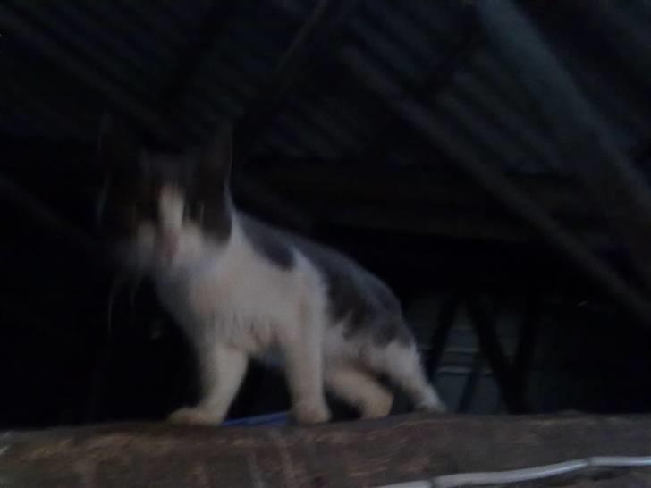 Blanding af racer plet<3 (VÆK?) billede 2