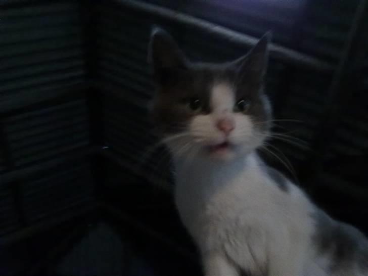 Blanding af racer plet<3 (VÆK?) - Hvad laver du der nede? billede 3