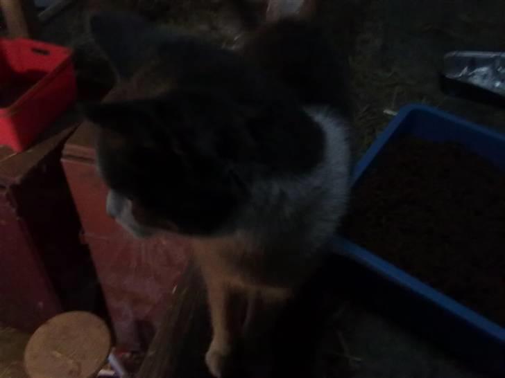 Blanding af racer plet<3 (VÆK?) billede 4