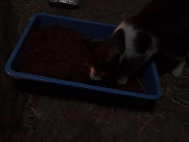 Blanding af racer plet<3 (VÆK?) billede 5