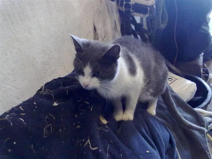 Blanding af racer plet<3 (VÆK?) billede 6