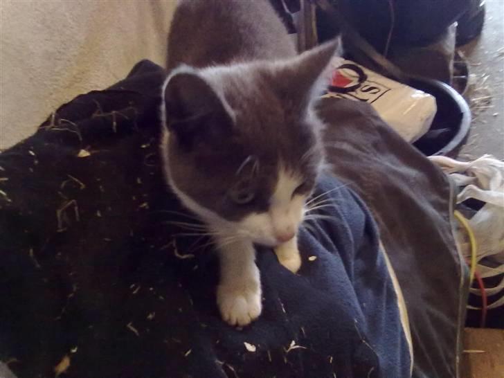 Blanding af racer plet<3 (VÆK?) billede 7