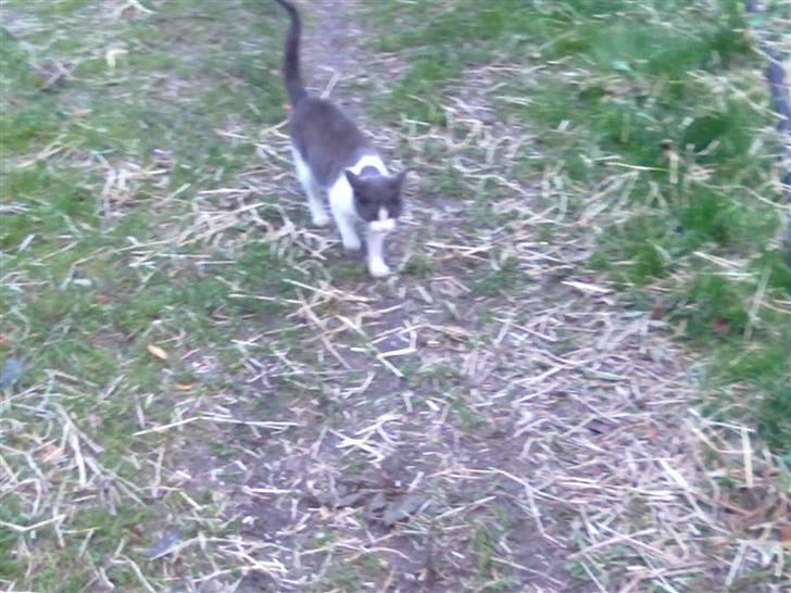 Blanding af racer plet<3 (VÆK?) - Nu kommer jeg billede 8