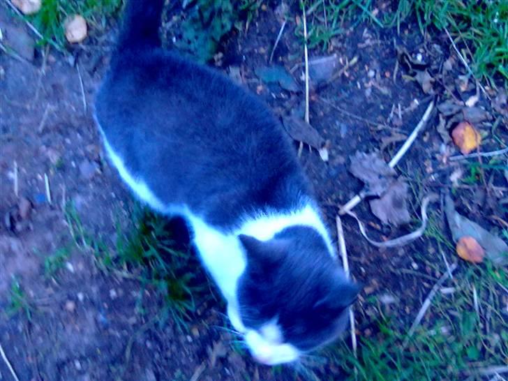 Blanding af racer plet<3 (VÆK?) billede 9