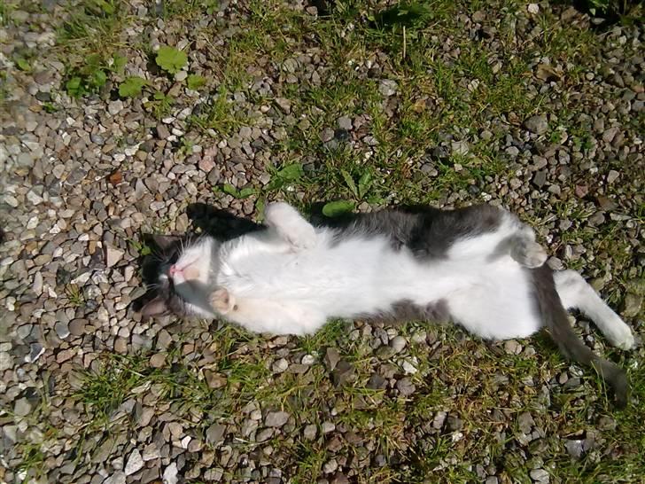 Blanding af racer plet<3 (VÆK?) billede 11