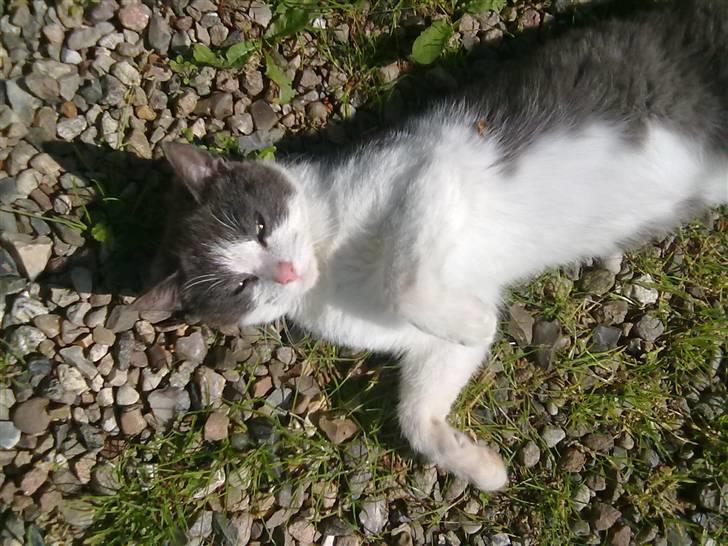 Blanding af racer plet<3 (VÆK?) billede 12