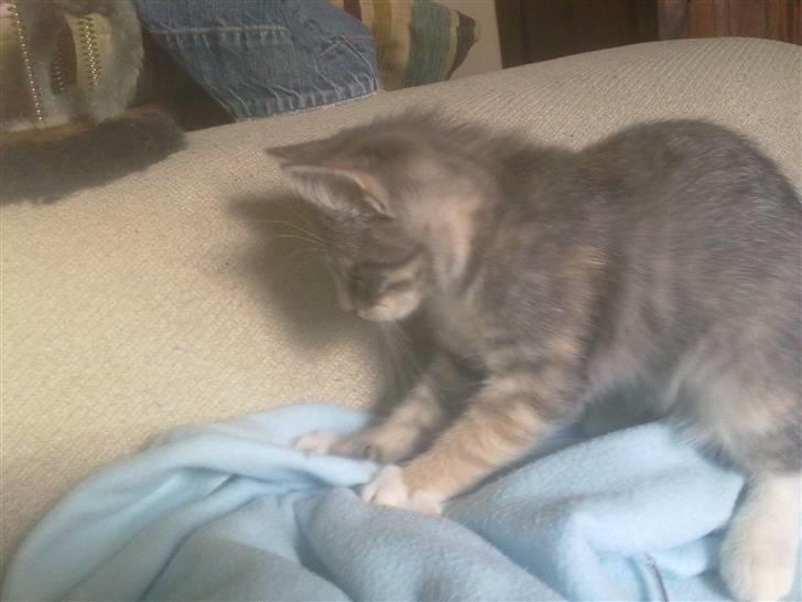 Blanding af racer BimBam - her bokser jeg lige lidt i vores tæppe :) det er bare så hyggeligt :) billede 13