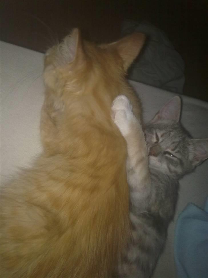 Blanding af racer Mr. Trouble - mig og søs putter :D vi elsker at putte sammen :D billede 19