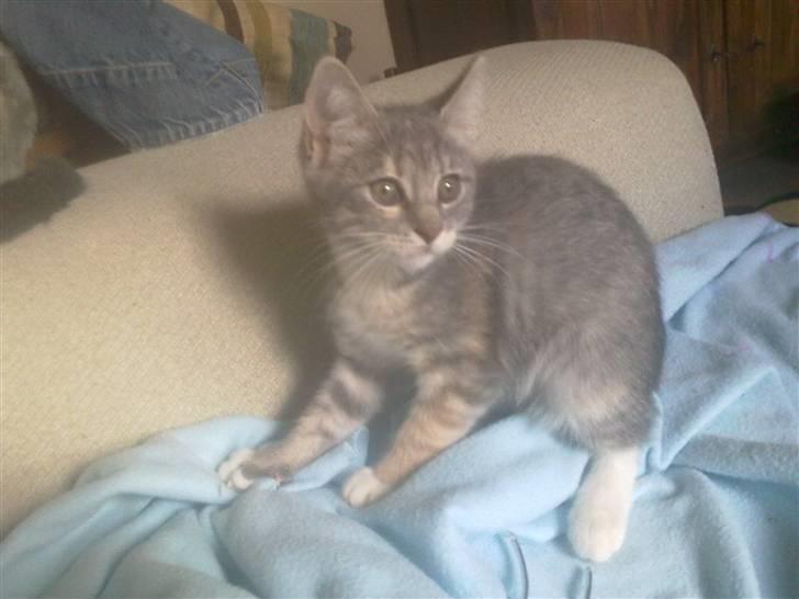 Blanding af racer BimBam - :) billede 14