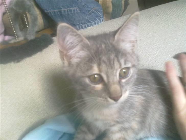 Blanding af racer BimBam - BimBam billede 15