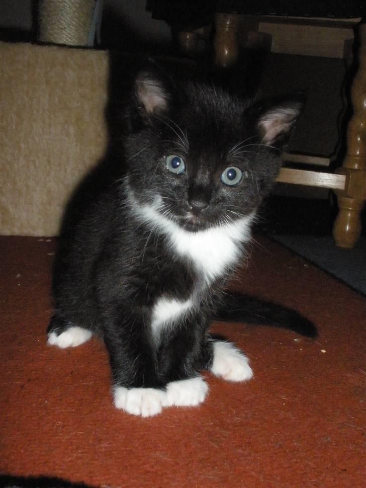 Huskat Ponyo's Mizuki (Solgt) - D. 1/10-10 - Foto: SR billede 1