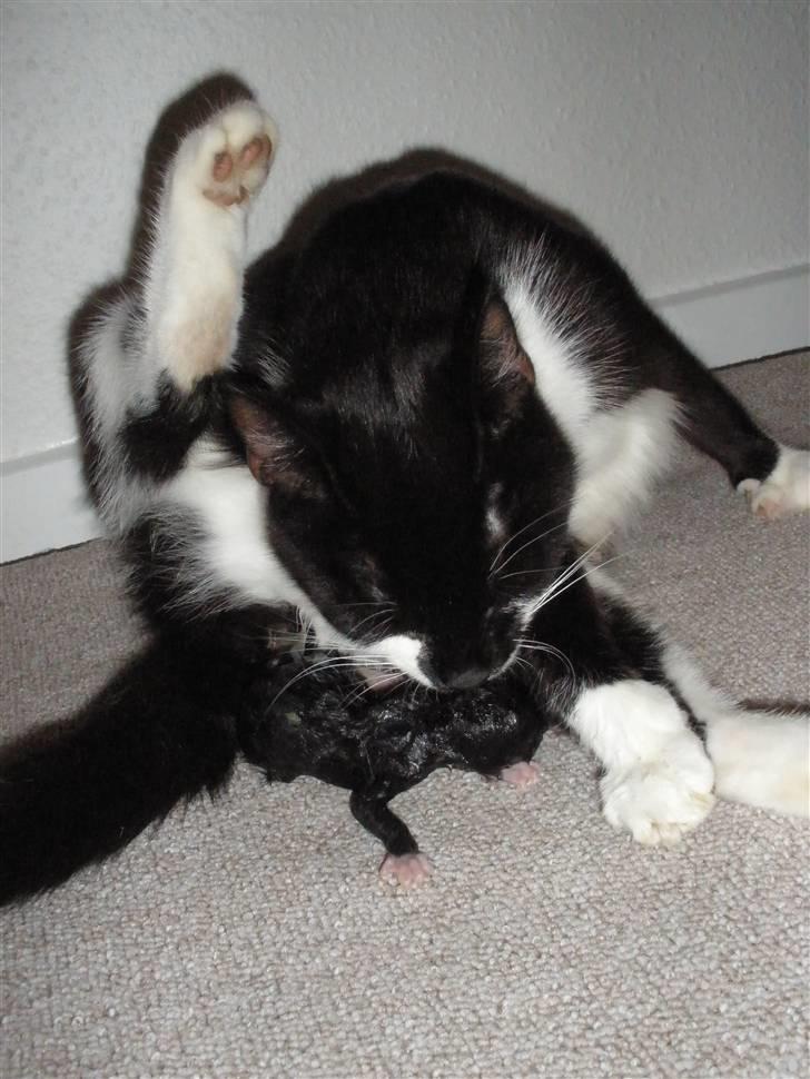 Huskat Ponyo's Mizuki (Solgt) - D. 27/8-10 - Foto: SR billede 2