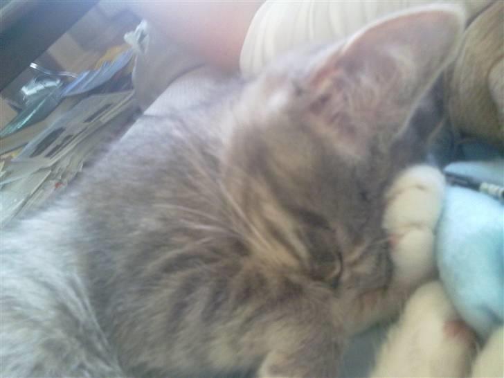 Blanding af racer BimBam - ikke nu mooar, jeg sover billede 16