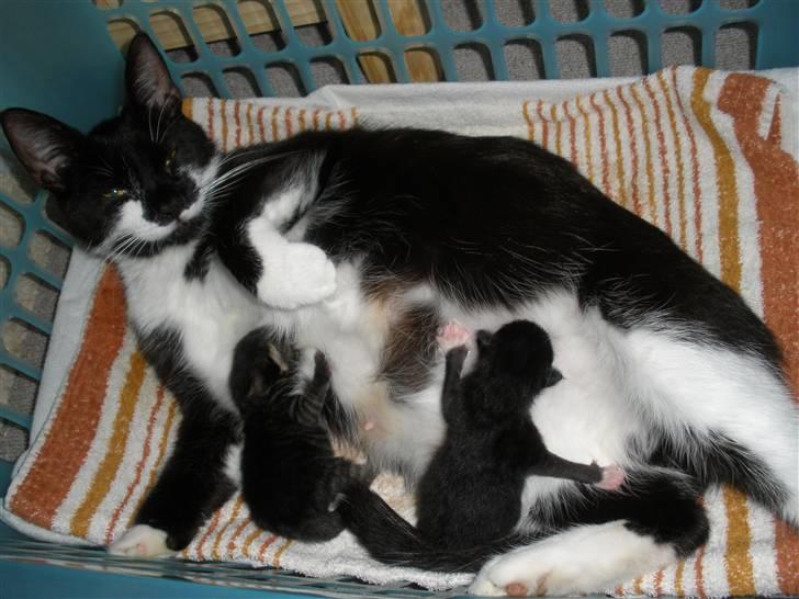 Huskat Ponyo's Mizuki (Solgt) - D 27/8-10 - Foto: SR billede 3