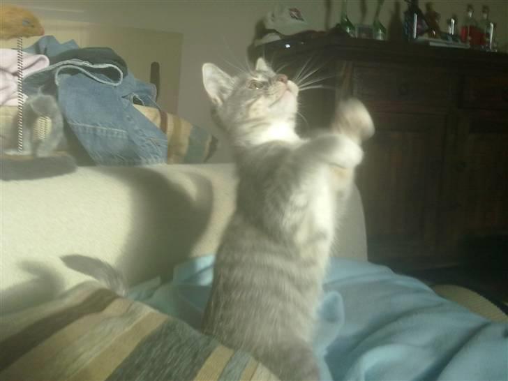 Blanding af racer BimBam - haps :D billede 17