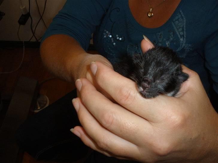 Huskat Ponyo's Mizuki (Solgt) - D 27/8-10 - Foto: SR billede 4