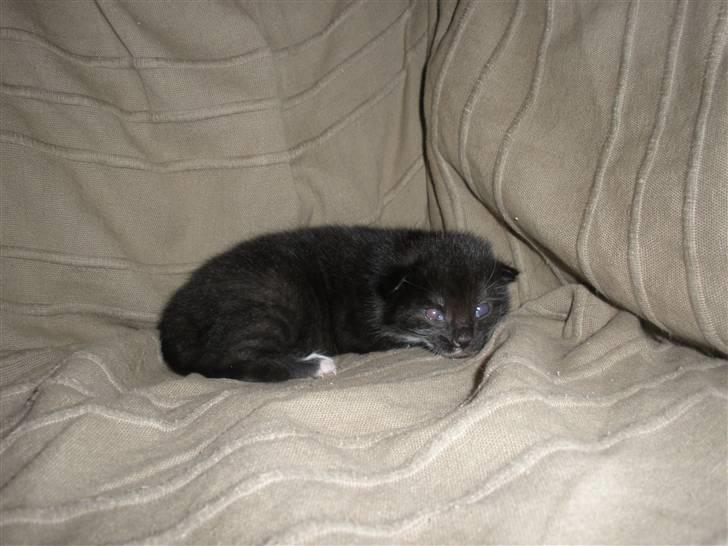 Huskat Ponyo's Mizuki (Solgt) - D. 8/9-10 - Foto: SR billede 5