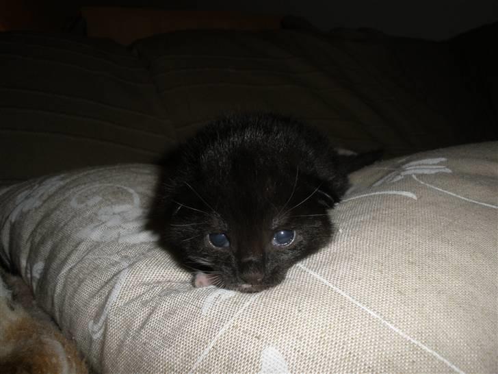 Huskat Ponyo's Mizuki (Solgt) - D. 8/9-10 - Foto: SR billede 6