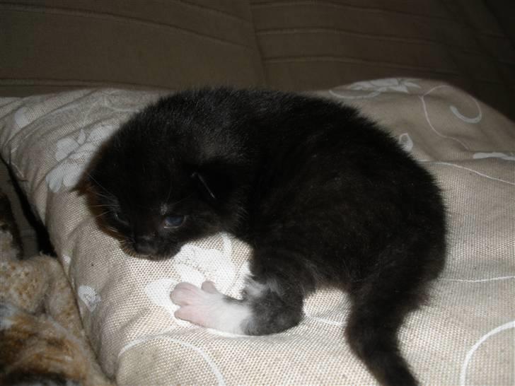 Huskat Ponyo's Mizuki (Solgt) - D. 8/9-10 - Foto: SR billede 7