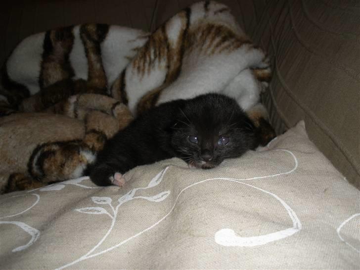 Huskat Ponyo's Mizuki (Solgt) - D. 8/9-10 - Foto: SR billede 8