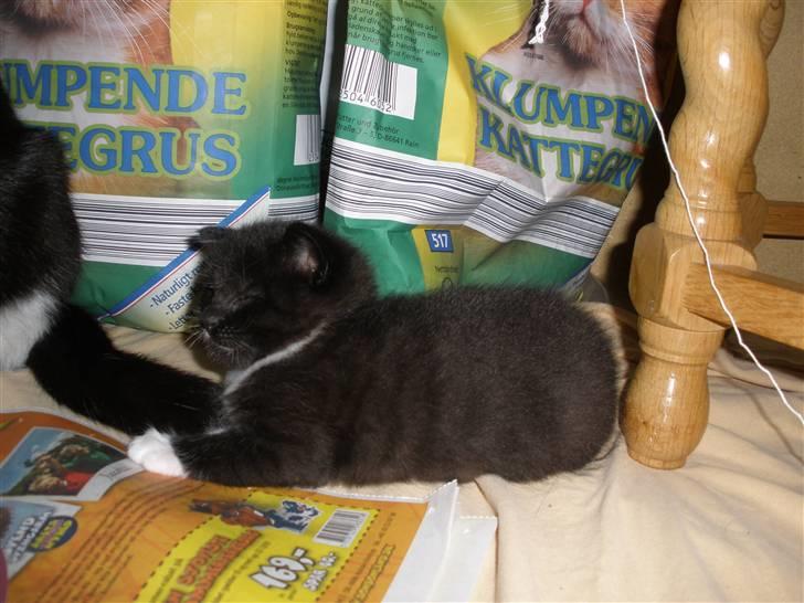 Huskat Ponyo's Mizuki (Solgt) - D. 20/9-10 - Foto: SR billede 9