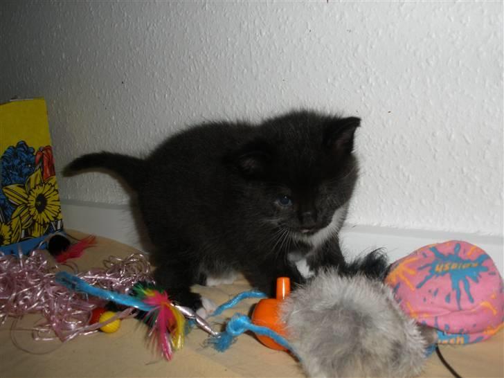 Huskat Ponyo's Mizuki (Solgt) - D. 20/9-10 - Foto: SR billede 10