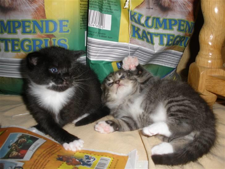 Huskat Ponyo's Mizuki (Solgt) - D. 20/9-10 - Foto: SR billede 11