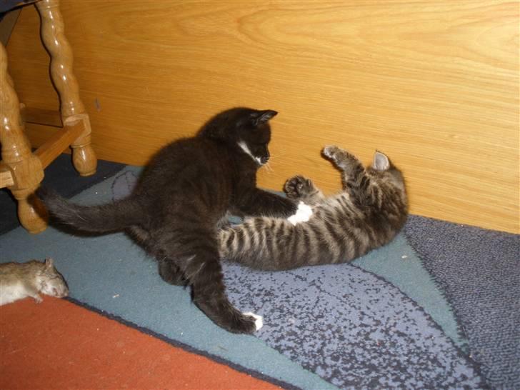 Huskat Ponyo's Mizuki (Solgt) - D. 20/9-10 - Foto: SR billede 12