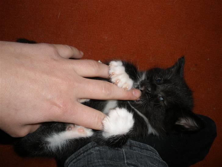 Huskat Ponyo's Mizuki (Solgt) - D. 27/9-10 - Foto: SR billede 13