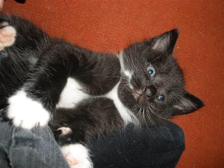 Huskat Ponyo's Mizuki (Solgt) - D. 27/9-10 - Foto: SR billede 14