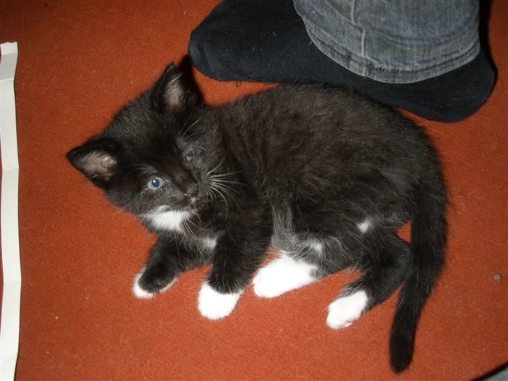 Huskat Ponyo's Mizuki (Solgt) - D. 27/9-10 - Foto: SR billede 15